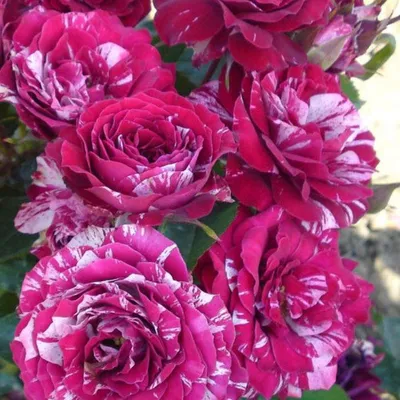 Tiger Rose | Rose seeds, Flower seeds, Exotic flowers