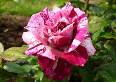 Close Up Of Red Maroon Rose Flower In Full Bloom, Commonly Called Tiger Rose.  Фотография, картинки, изображения и сток-фотография без роялти. Image  179650929