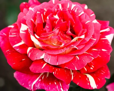 Тиара (Tiara) - Чайно-гибридные розы - Розы - Каталог