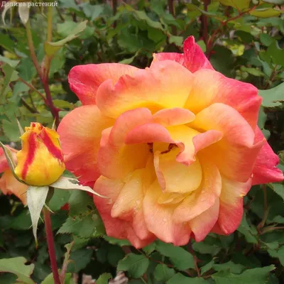 Роза спрей Purple Tige (Пепл Тайгер) — Рассада цветов и овощей.