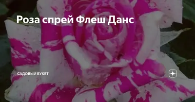 Роза спрей Папл Тайджер (Purple Tiger) купить по цене 310 руб. в Томске |  Садовый супермаркет «ДАЧА»