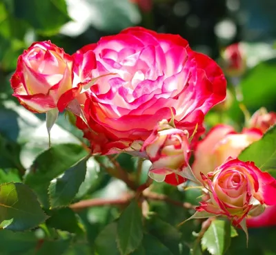 Розы по сортам – купить в Краснодаре, цена 350 руб., дата размещения:  01.10.2023 – Растения и семена