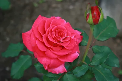 Роза чайно гибридная Равель - 74 фото