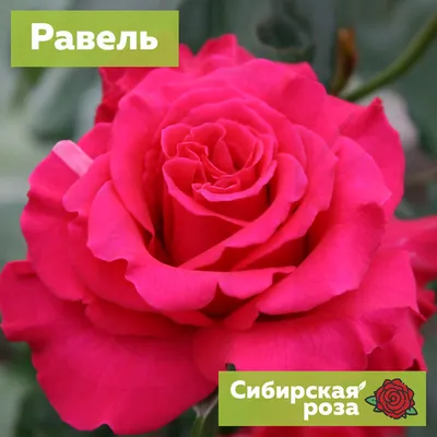 15 Розовая роза Равель заказать с доставкой, цена в Ставрово 6203 руб.