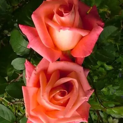 Сочно! Три розы с яркими цветками | Семена Алтая. Дачные советы от Виктории  Карелиной | Дзен