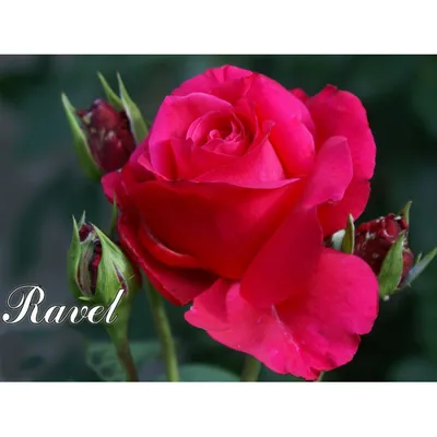 Роза Ravel (Равель) – купить саженцы роз в питомнике в Москве