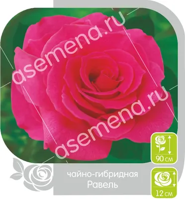 Саженцы розовых роз купить недорого в интернет-магазине Garden-Zoo