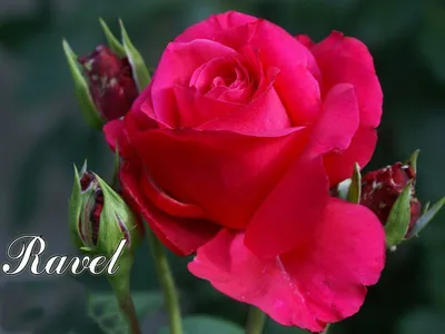 Роза Равель (Ravel) - Питомник роз
