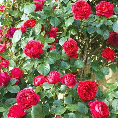 Купить саженцы Роза Парковая Ред Эден Роуз с доставкой! | Florali-Flor