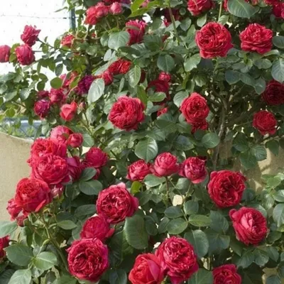 Троянда Ред Еден Роуз (Однорічний, ЗКС) - купити Троянди шраби в Києві та  Україні, вигідна ціна Роза Ред Еден Роуз в інтернет-магазині Agrostore ТМ  (Агростор)