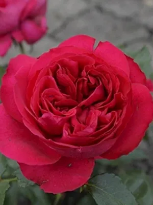 Роза Ред Эден Роуз (Red Eden Rose)- саженцы лицензионных роз купить в  Москве, доставка почтой по России, недорого