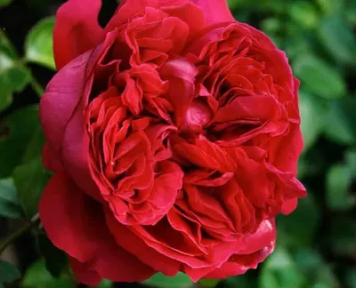 Роза парковая Ред Эден Роуз (Red Eden Rose) купить в Украине с доставкой |  Цена в Svitroslyn.ua