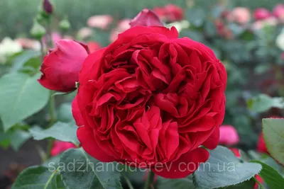 Роза парковая Ред Эден Роуз – купить в питомнике по цене 465 ₽