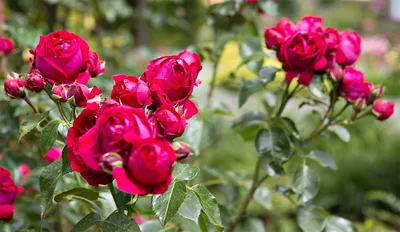 Роза парковая Ред Эден Роуз (Red Eden Rose) купить 〛по выгодной цене в  Киеве и Украине | Фото | Отзывы