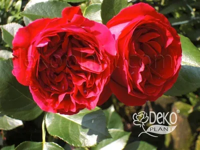 Саженцы Роз Ред Эден Роуз (Red Eden Rose) — Купить на BIGL.UA ᐉ Удобная  Доставка (1646795395)