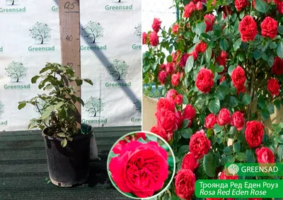 Ред Эден Розе | Розы, Цветы, Растения