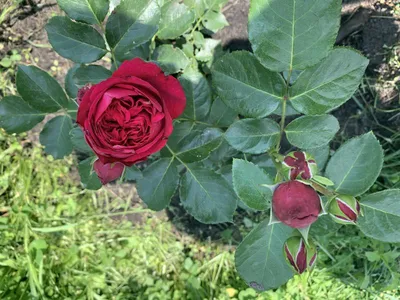 Ред Эден Роуз (Red Eden Rose) (ID#1637615136), цена: 119 ₴, купить на  Prom.ua