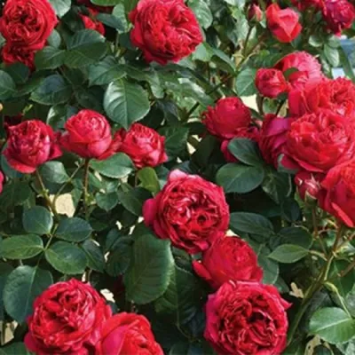 Роза Ред Иден (Red Eden) - Питомник роз