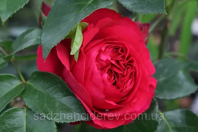 Роза плетистая Ред Иден Роуз | Садстрой
