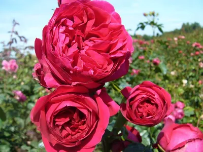 Роза парковая \"Ред Эден Роуз\" (саженец класса АА+) высший сорт купить  почтой в Одессе, Киеве, Украине | Agro-Market