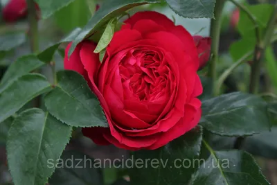 Роза Ред Эден Розе: фото, описание и отзывы