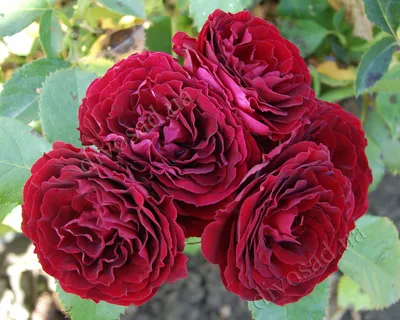 Роза Ред Эден Роуз (Red Eden Rose) купить с доставкой по Беларуси \"BuonRoza  \"