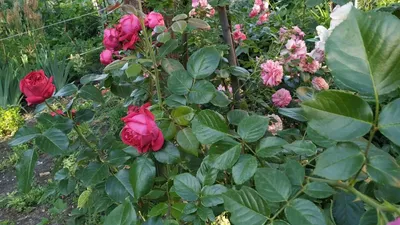 Роза Red Eden Rose (Ред Эден Роуз) - Парковые - Саженцы роз, ягодных,  фруктовых и декоративных культур - Dekoplant