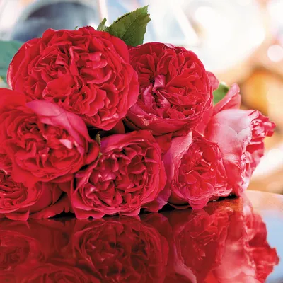 Купить роза кустовая Ред Иден Роз 1 шт - Розы, Кустарниковая, арт: 9079  недорого в магазине в Астрахани, цена 2023