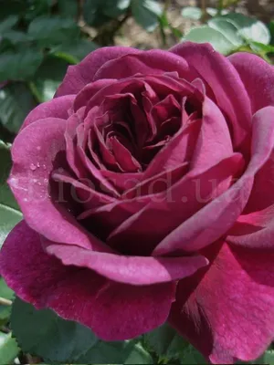 Red Eden Rose (Ред Еден Роз) – Трояндарій