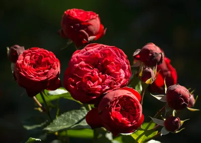 Цветочный магазин «Эдем» - Ред Пиано♥️. ⠀ Прекрасная кустовая роза Ред  Пиано выделяется среди других красных кустовых роз благодаря своей  изумительной шаровидной форме бутонов, которые постепенно раскрываясь,  превращаются в крупные ярко-красные чаши.