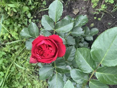 Саженцы розы Ред Фейри купить в Москве по цене от 1 800 до 4500 руб. -  питомник растений Элитный Сад