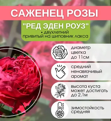 Роза кустовая Red Eden Rose (Ред Эден Роуз) (корнесобственная) купить  саженцы почтой из питомника «АГРОФОНД»