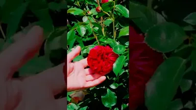Галерея - Eric Tabarly (Red Eden Rose, MEIdrason, Red Pierre, Rouge Pierre  de Ronsard) - Энциклопедия роз