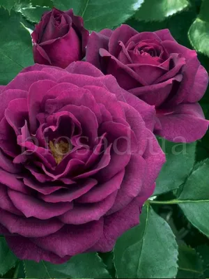 Саженцы розы Ред Фейри купить в Москве по цене от 1 800 до 4500 руб. -  питомник растений Элитный Сад