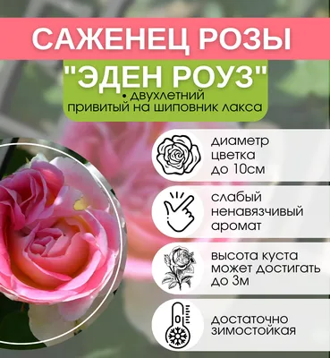 ꕤ Роза Red Eden Rose • купить Роза Red Eden Rose по цене от 109.99 грн. в  Украине