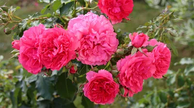 Саженцы розы Розариум Ютерсен ( Rosarium Uetersen) заказать почтой. Купить  кусты плетистые розы Розариум Ютерсен ( Rosarium Uetersen) в  интернет-магазине.