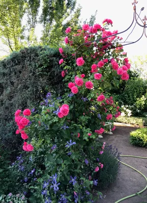 Розариум Ютерсен (Rosarium Uetersen) - Плетистые розы - Розы - Каталог