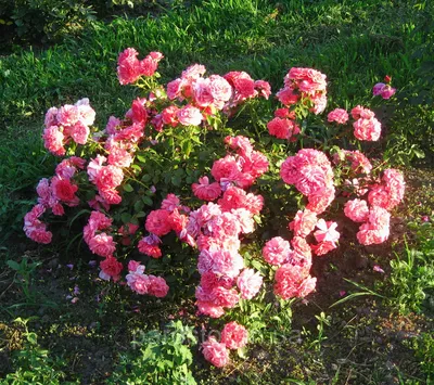 Роза плетистая `Розариум Ютерзен`, Rosa (Cl) `Rosarium Uetersen` | СадПарад