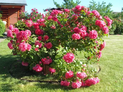 Роза Розариум Ютерсен (Rosarium Uetersen) - Цветы от темно-розовых до  серебристо-розовых, плоские, густомахровые (80 лепестков), душистые.… |  Instagram