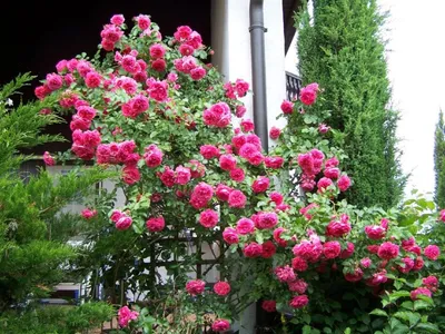 Купить Роза плетистая «Розариум Ютерсен (Rosarium Uetersen)». Саженцы в  Москве и области по низкой цене