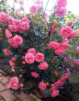 Роза Розариум Ютерзен Rose Rosarium Uetersen