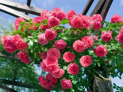 Купить роза плетистая розариум ютерсен (rosarium uetersen) по цене 260 руб.  в интернет магазине \"Первые Семена\"