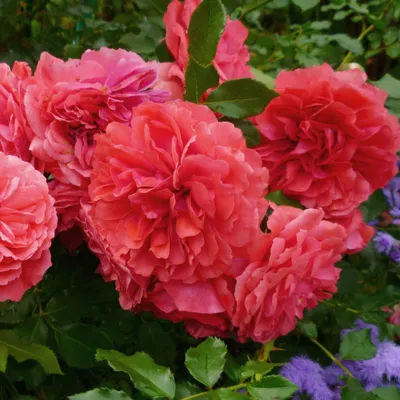 Плетистая роза Розариум Ютерсен в моём саду. Как украсить деревянные качели  с помощью плетистой розы(личный опыт). | Розовый сад творчество для души. |  Дзен