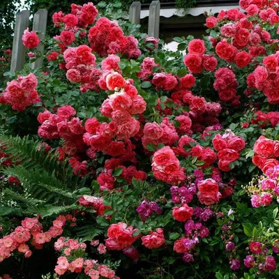 Розариум Ютерзен (Rosarium Uetersen) на штамбе - Московский ОАЗИС