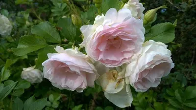 Роза морщинистая (Rosa rugosa) шиповник
