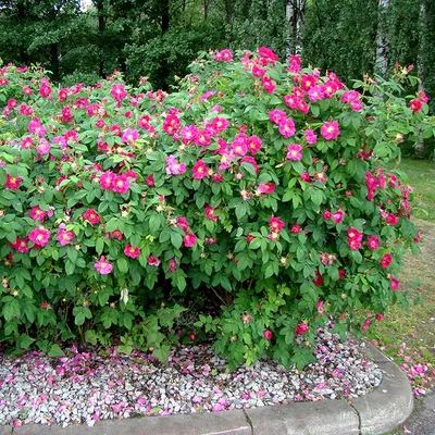 Роза морщинистая Ругоза (Rosa rugosa) - Diamond Garden
