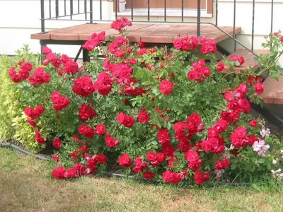 Купить саженцы Роза ругоза \"Rotes Meer\" (Ротес Меер) | Питомник растений  Злата Крона