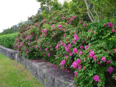 Роза ругоза - Бабяковский плодопитомник