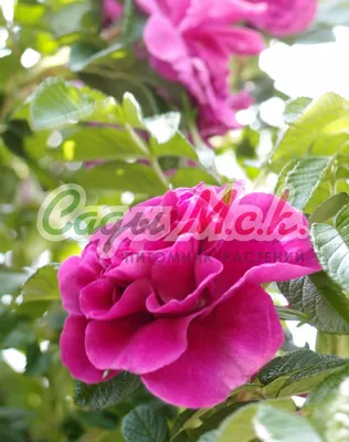 Роза морщинистая (роза ругоза) - купить в питомнике растений.