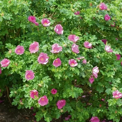Роза ругоза Рубра 590 руб. AGRO48257
